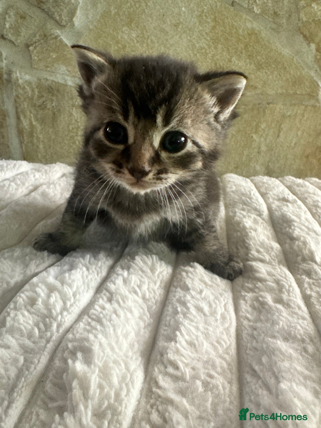 Mixed Breed cats for sale: Kittens  - Advert 5