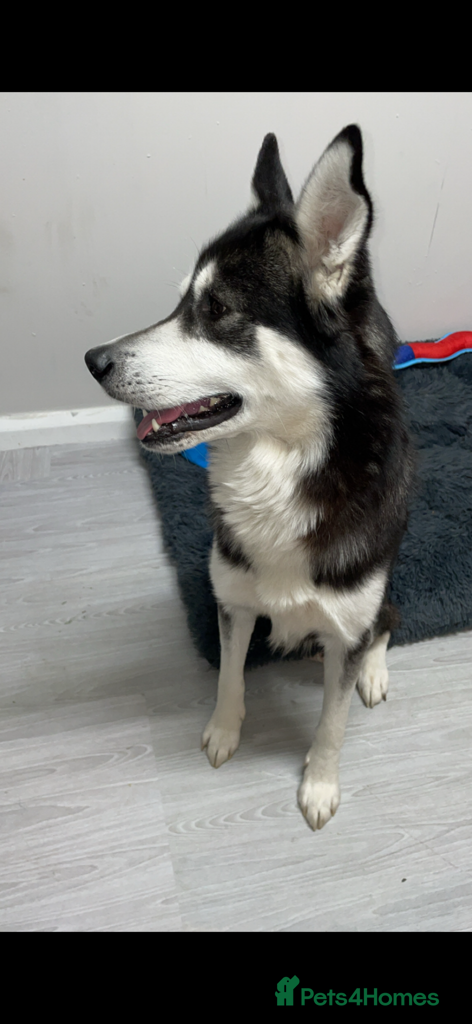 Siberian Husky dogs Siberian husky - Advert 2