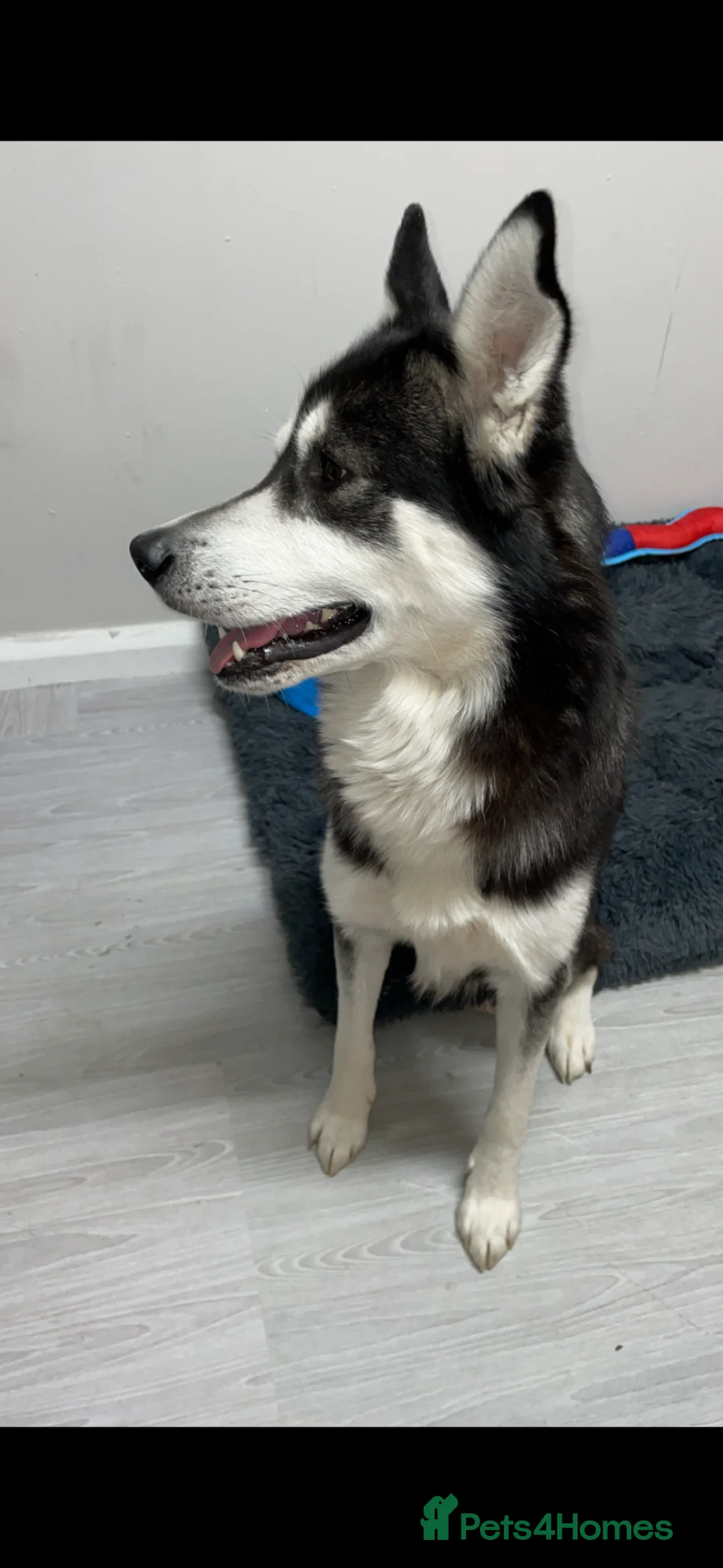 Siberian Husky dogs for sale: Siberian husky in Wellingborough - Advert 1