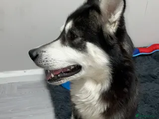 Siberian Husky dogs Siberian husky - Advert 2