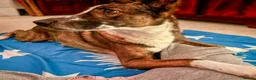 Mixed Breed dogs for adoption: Cisco - low energy cuddle bug!  in London - Advert 6