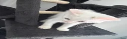Turkish Angora cats for sale: White Turkish angora kitten LAST ONE - Advert 3