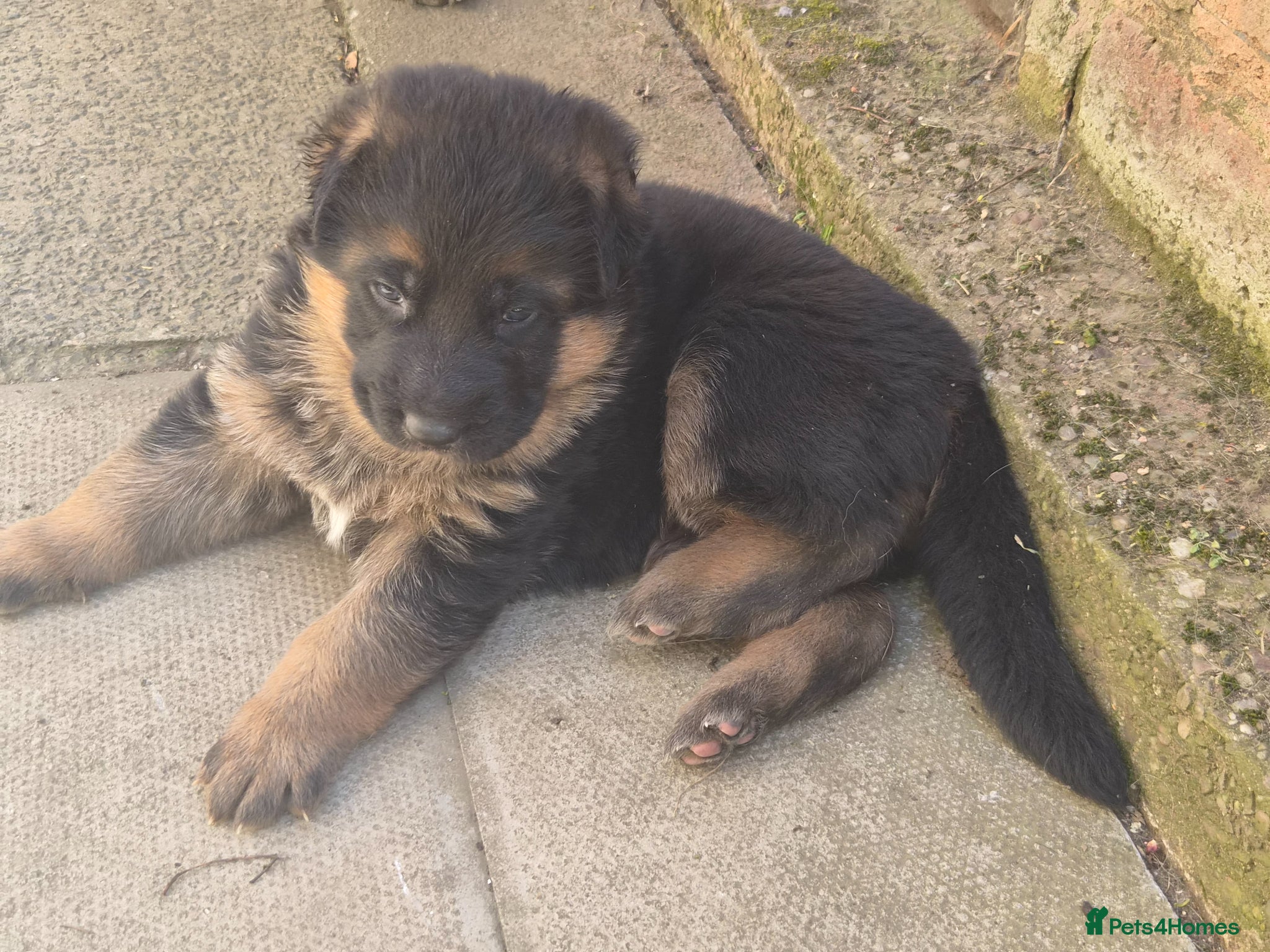 German Shepherd dogs Beautiful German shepherd puppies - Advert 7