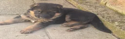 German Shepherd dogs for sale: Beautiful German shepherd puppies 1 left - Advert 16