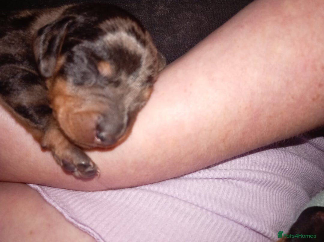 Dachshund dogs for sale: Daushund puppies  - Advert 17