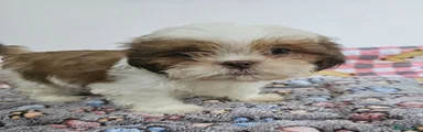 Shih Tzu Puppy 3