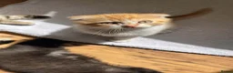 Scottish Fold cats for sale: Scottish Fold /Munchkin kittens - Advert 3