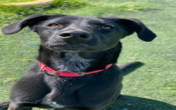 Labrador Retriever dogs for adoption: Prince - Over 4 years looking for his home! - Image 4