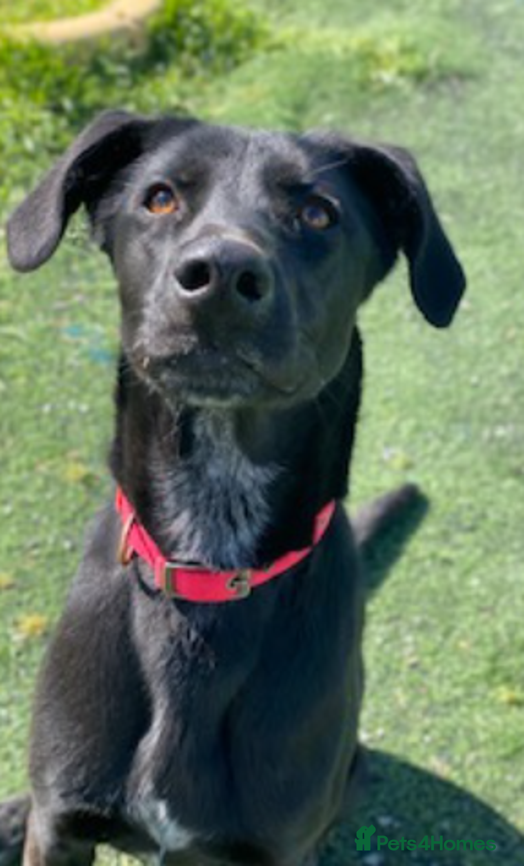 Labrador Retriever dogs for adoption: Prince - Over 4 years looking for his home! - Image 4
