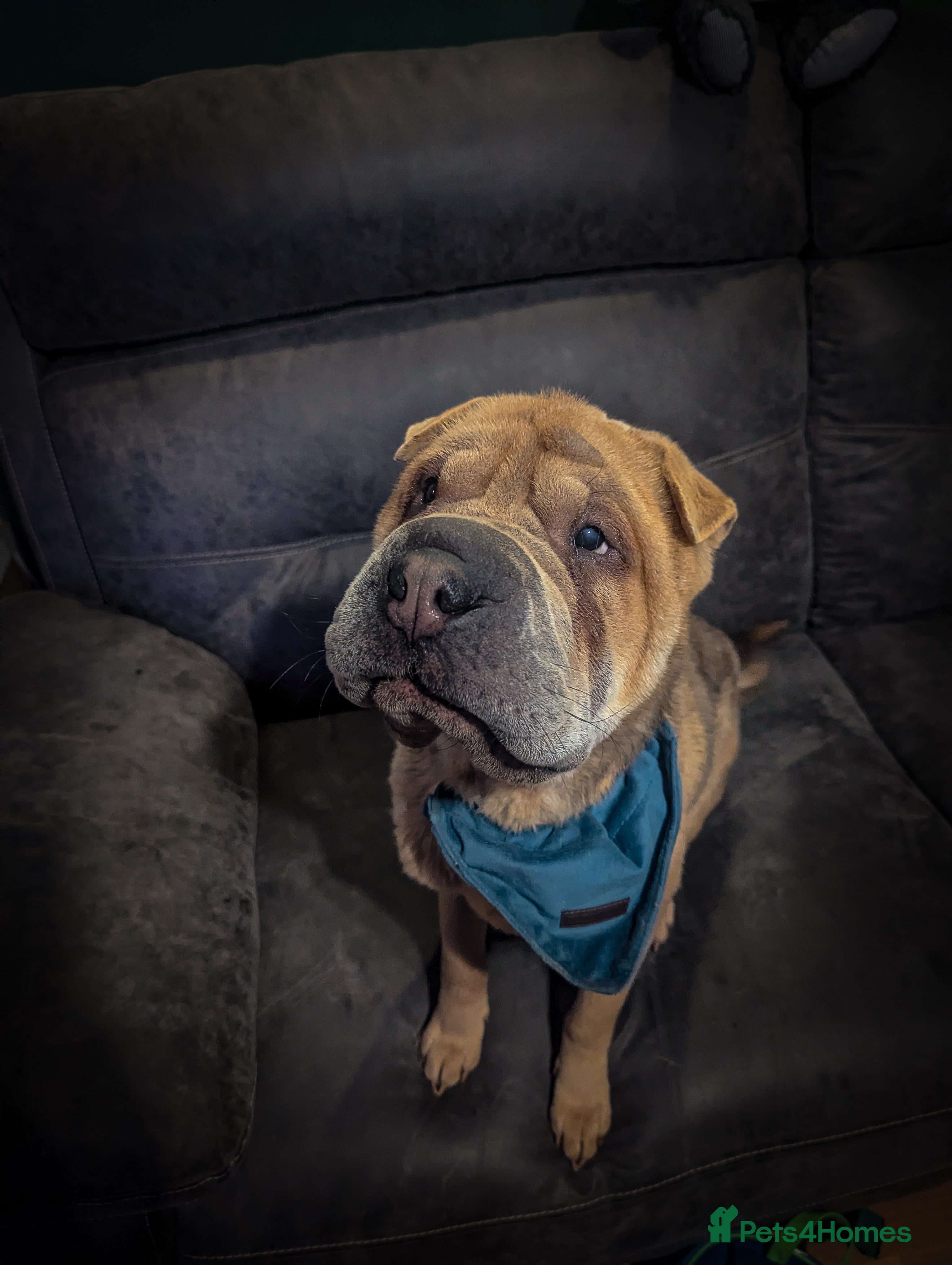 Shar Pei dogs Two year old male Shar pei Cooper - Advert 3