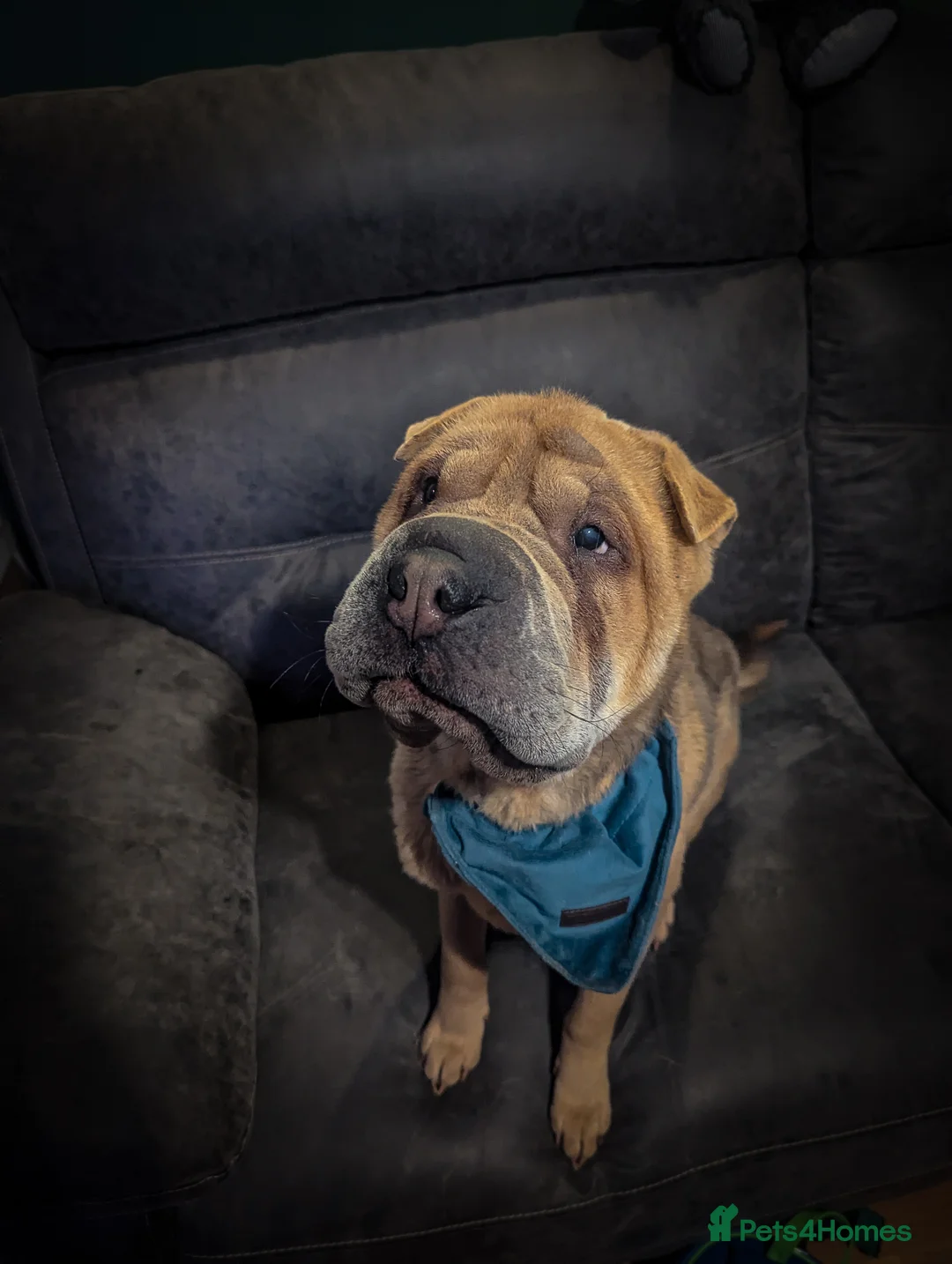 Shar Pei dogs for sale: Two year old male Shar pei Cooper - Advert 2