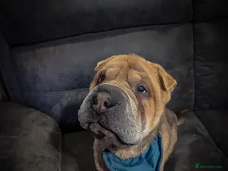 Shar Pei dogs Two year old male Shar pei Cooper - Advert 3