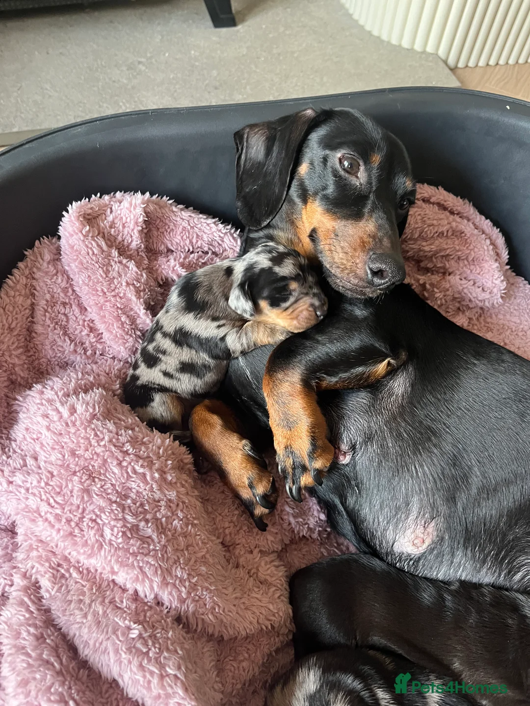 Dachshund dogs for sale: Dacshund Puppies - Advert 5