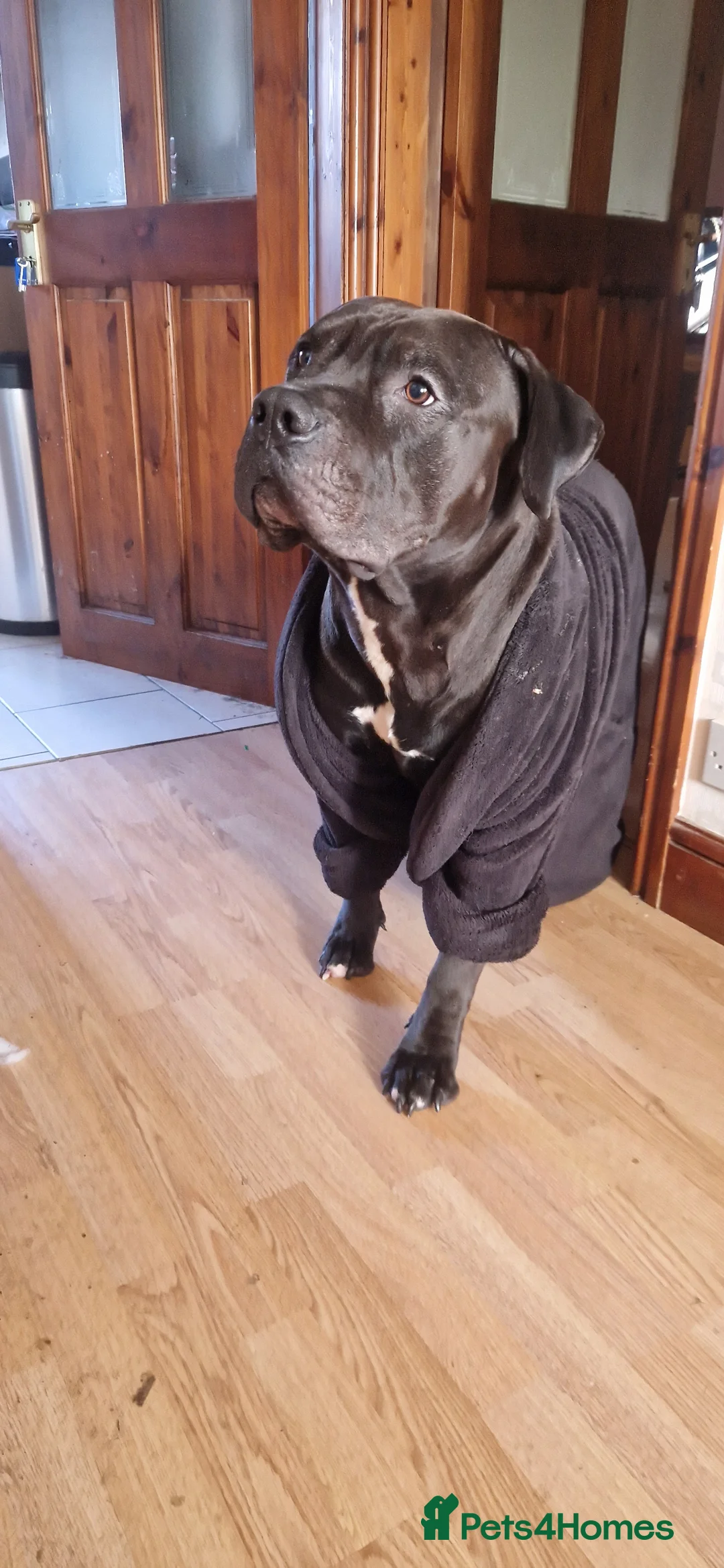 Presa Canario dogs for sale: Presa Canario, 2y3m – Big soft lad, cuddle monster - Advert 6