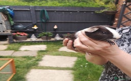 Guinea Pig rodents for sale: Male guniea pigs  - Image 2