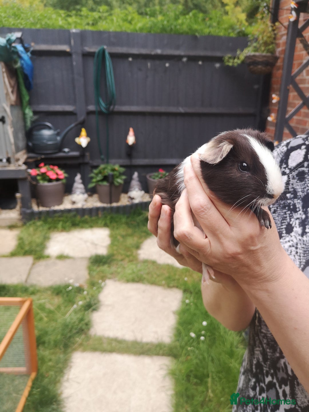Guinea Pig rodents for sale: Male guniea pigs  - Image 2