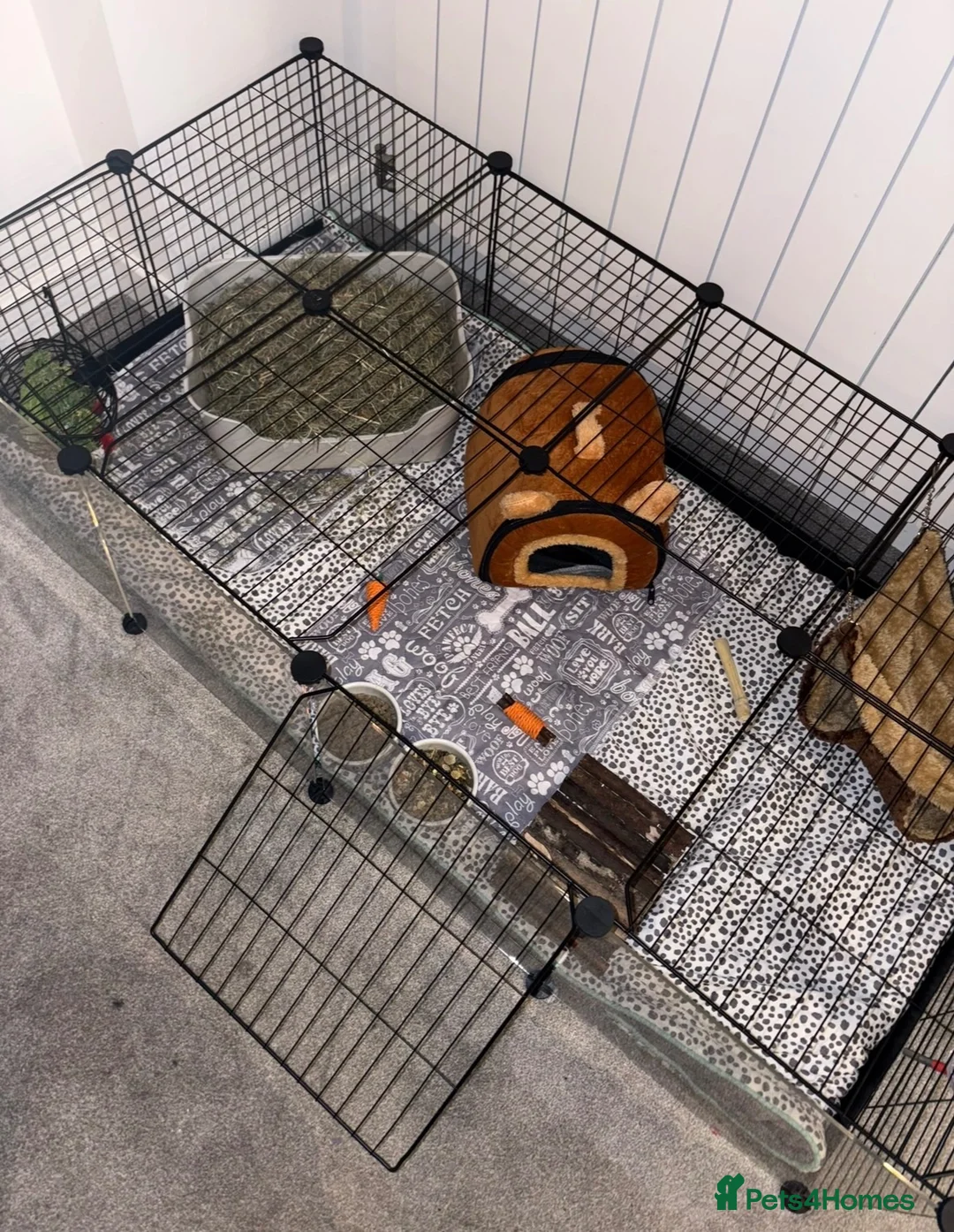 Guinea Pig rodents for sale: Two female guinea pigs in London - Advert 2