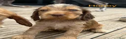 Cocker Spaniel dogs for sale: Beautiful Cocker Spaniel Puppies  2 Boys & 3 Girls in Reading - Advert 4