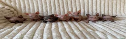 Sphynx cats for sale: 🐾 Beautiful Sphynx Kittens – Raised With Love 🐾 - Advert 3