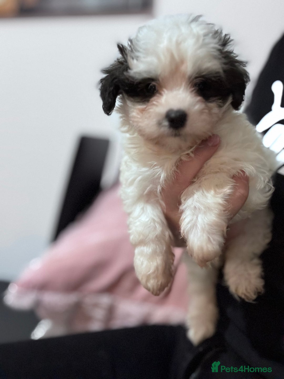 Bichon Frise dogs for sale: Adorable Puppies Ready for Their Forever Homes  - Image 16