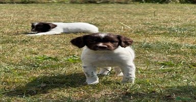 English Springer Spaniel dogs - Advert 4