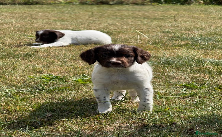 English Springer Spaniel dogs - Advert 4