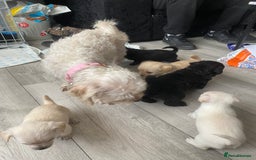 Mixed Breed dogs for sale: Puppies for sale - Image 13
