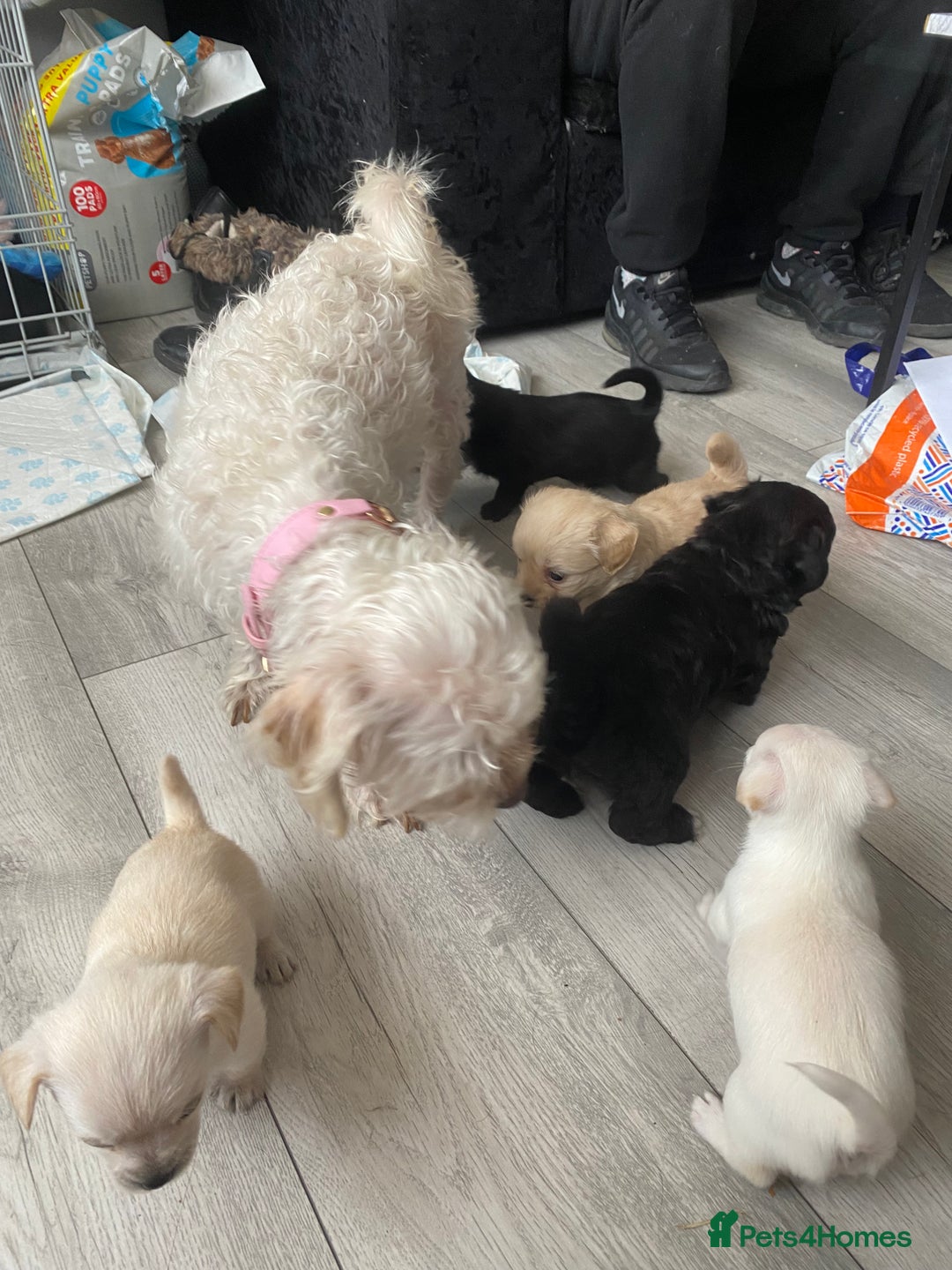 Mixed Breed dogs for sale: Puppies for sale - Image 13