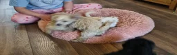 Mixed Breed dogs for sale: Cockerpoo/schnauzer - Advert 20