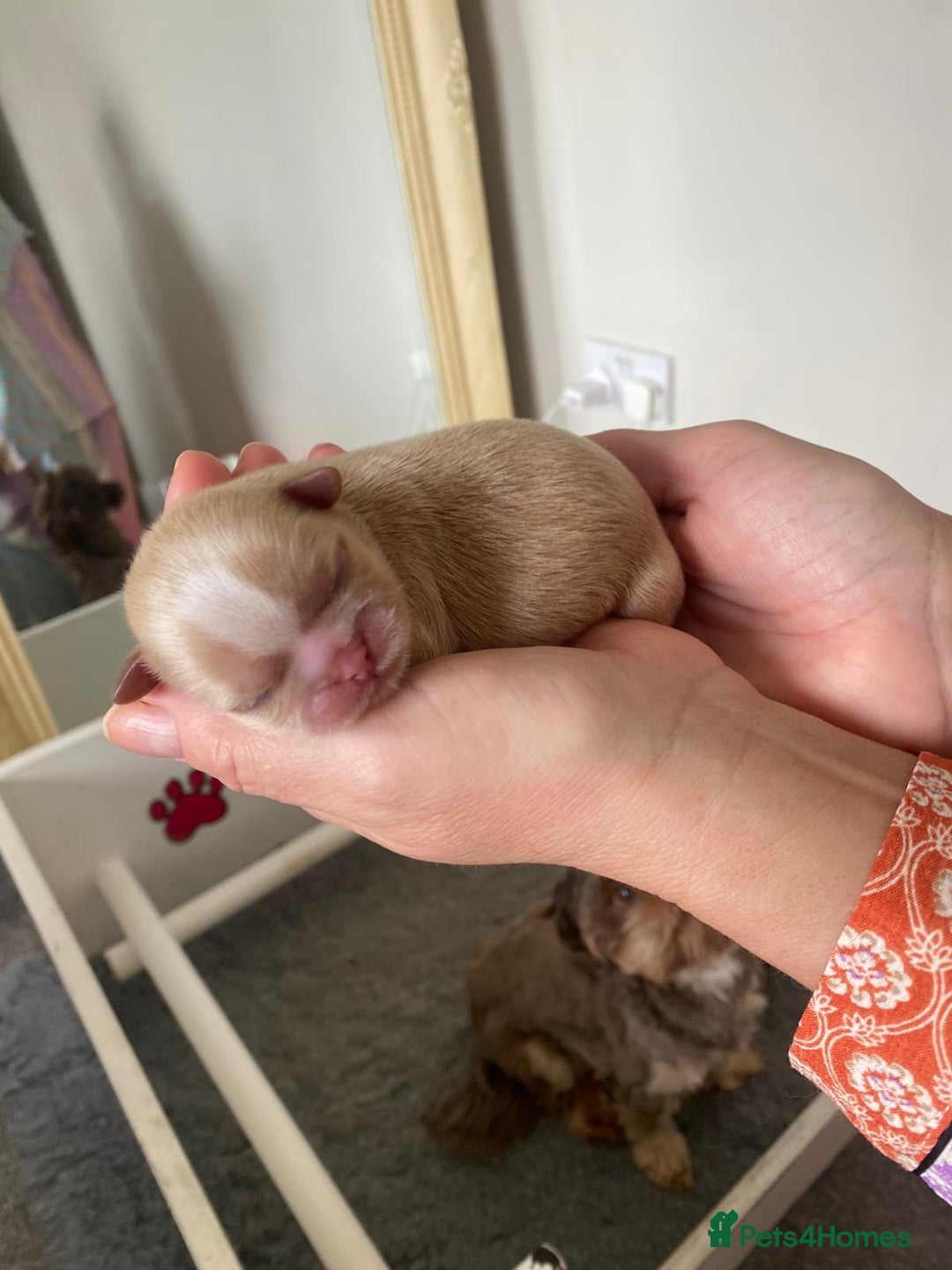 Shih Tzu dogs for sale: ✨️Exceptional Imperial Litter✨️ - Image 9