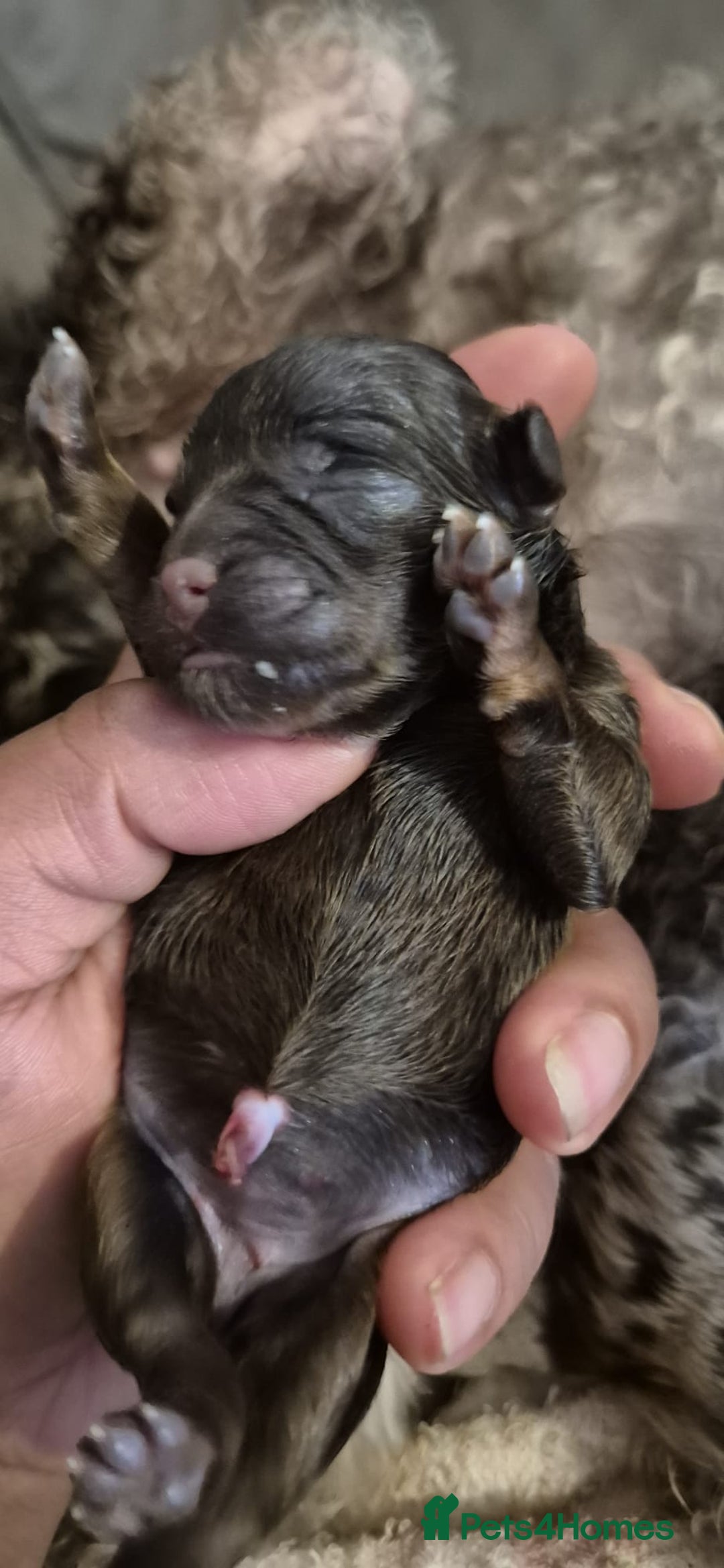 Shihpoo dogs for sale: Beautiful Chocolate & Tan Girl Ready Next Week  - Image 8