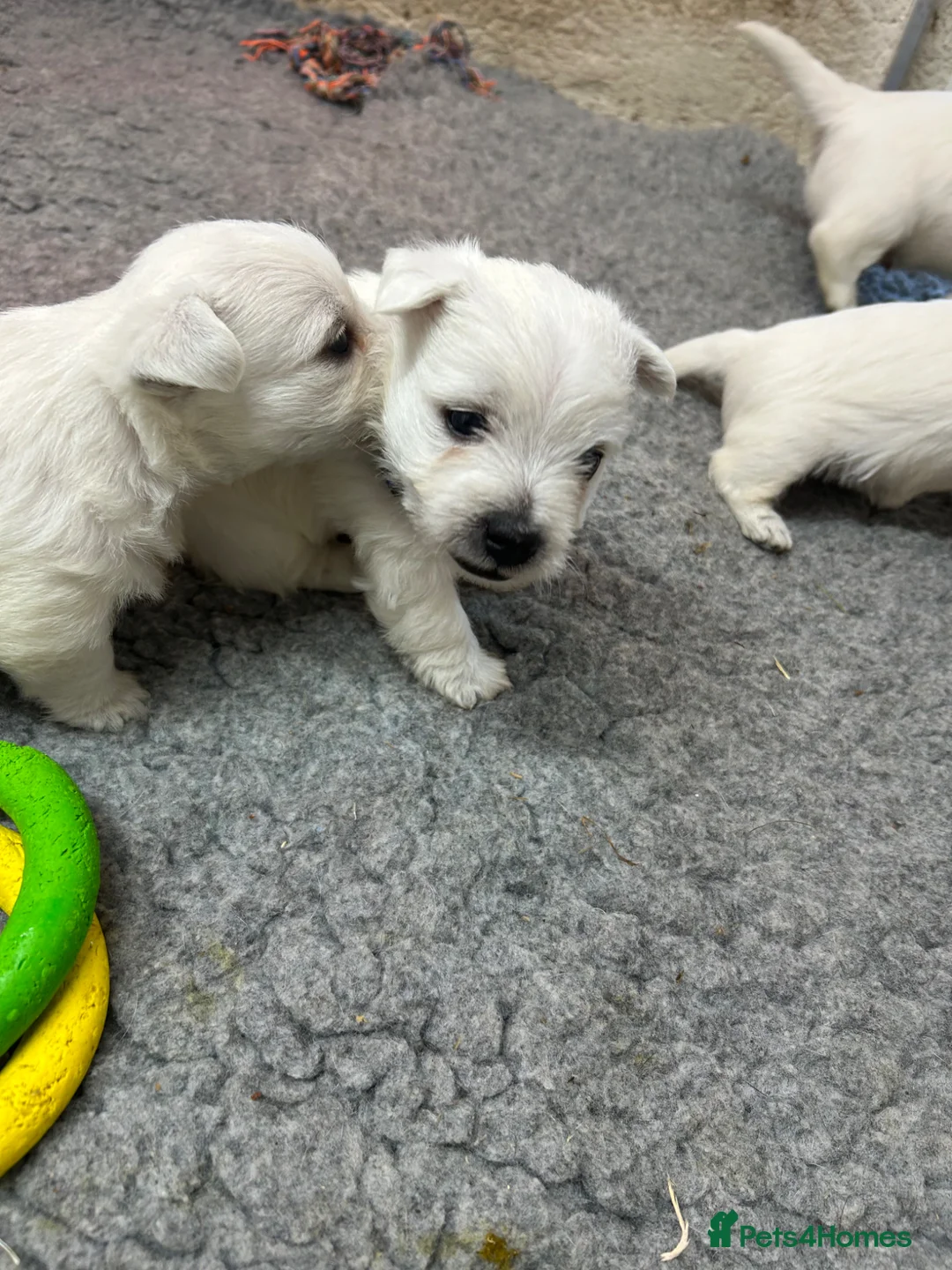 West Highland Terrier dogs for sale: Westie’s  - Advert 11
