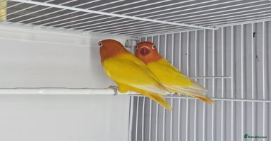 Lovebirds birds Lovebirds from newly hatched to Breeder Pairs - Advert 7