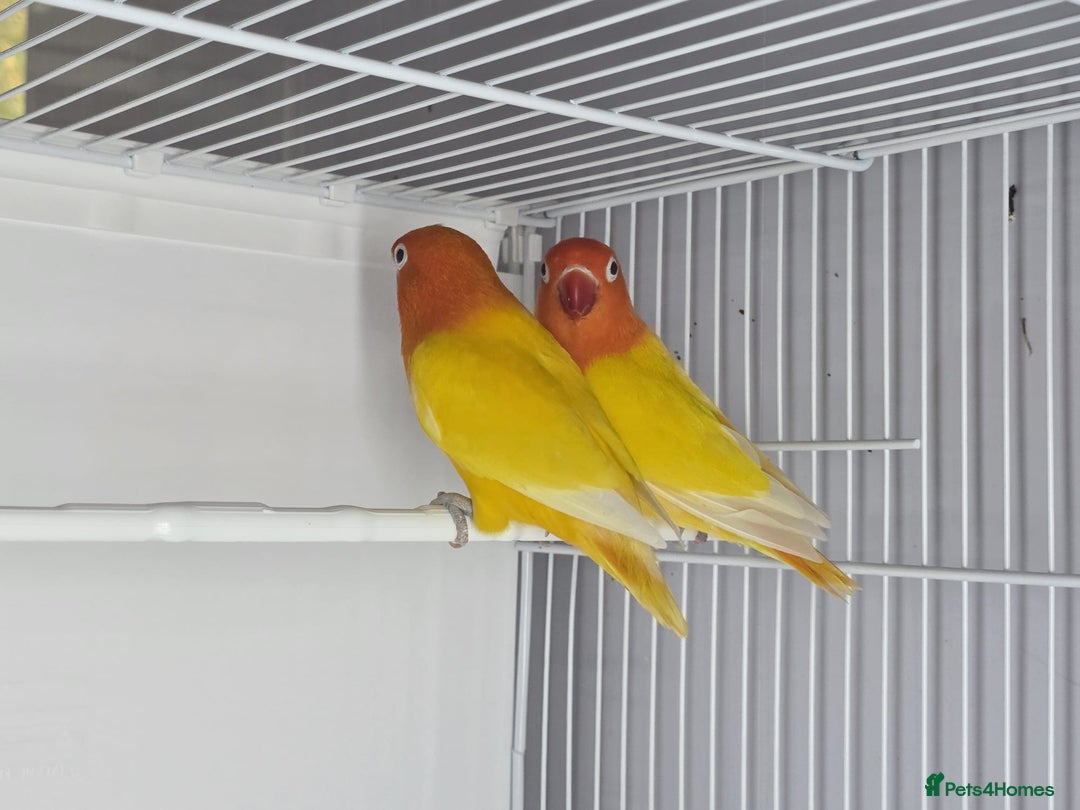 Lovebirds birds for sale: Lovebirds from newly hatched to Breeder Pairs - Advert 3