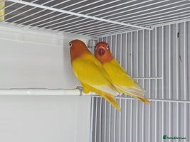 Lovebirds birds Lovebirds from newly hatched to Breeder Pairs - Advert 4