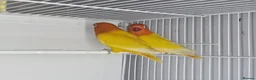 Lovebirds birds for sale: Lovebirds from newly hatched to Breeder Pairs - Advert 3