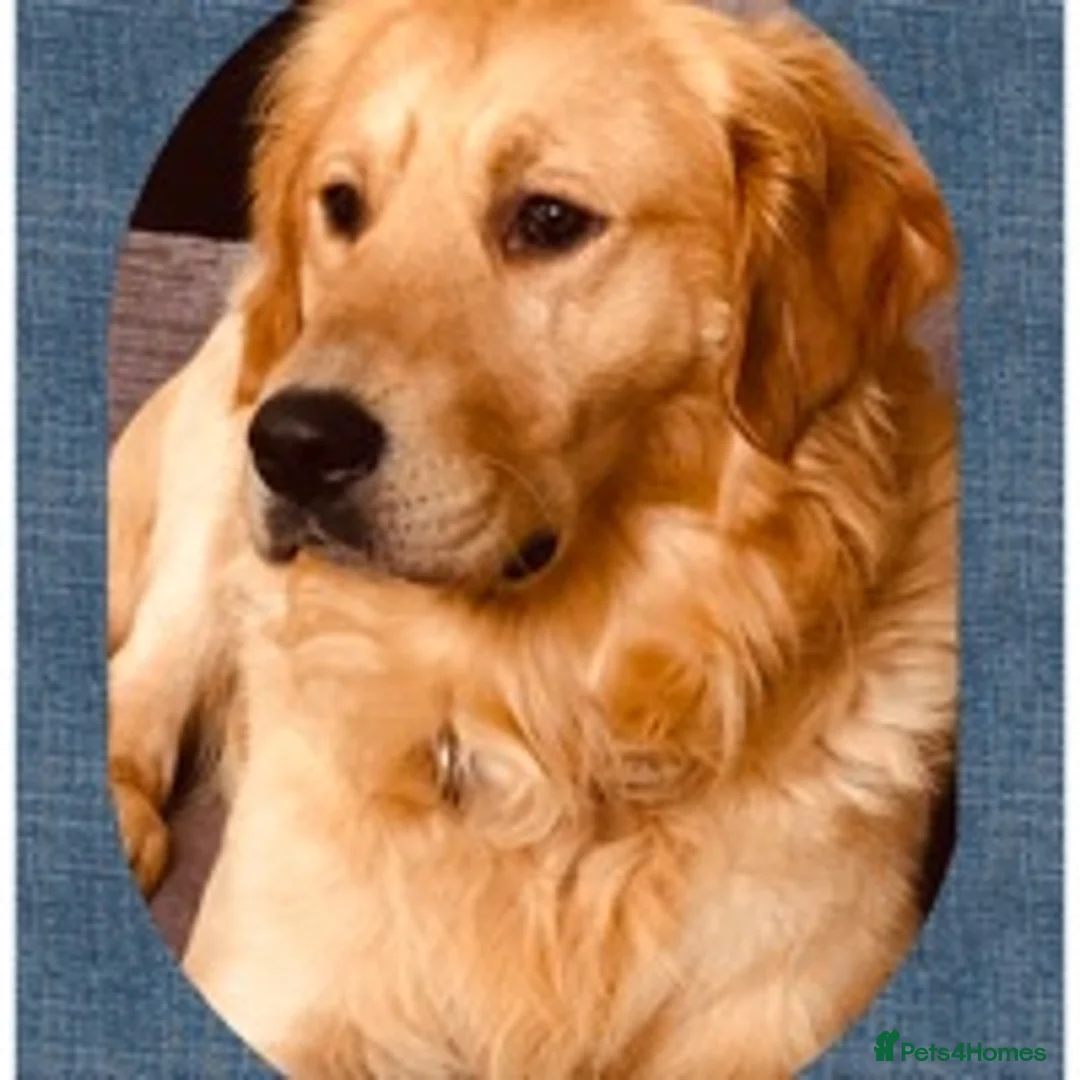 Golden Retriever dogs for stud: Golden retriever health tested stud, large litters in Ipswich - Advert 3