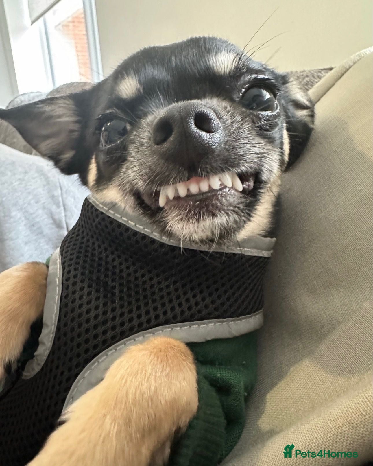 Chihuahua dogs CHIHUAHUA FOR ADOPTION. BOY  - Advert 1