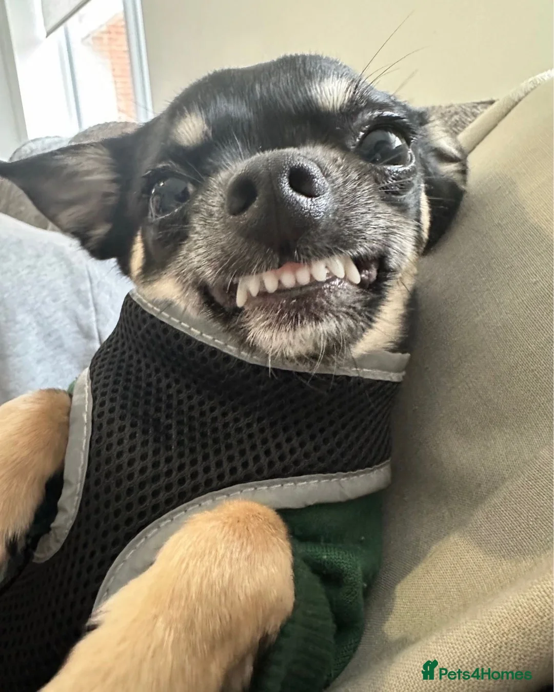 Chihuahua dogs for adoption: CHIHUAHUA FOR ADOPTION. BOY  in Saint Helens - Advert 1