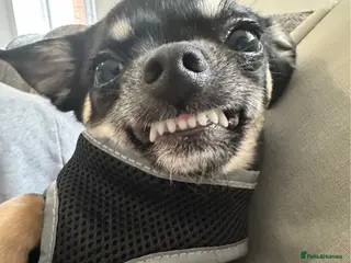 Chihuahua dogs CHIHUAHUA FOR ADOPTION. BOY - Advert 1