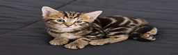 Mixed Breed cats for sale: 1 boy kitten left - Advert 4