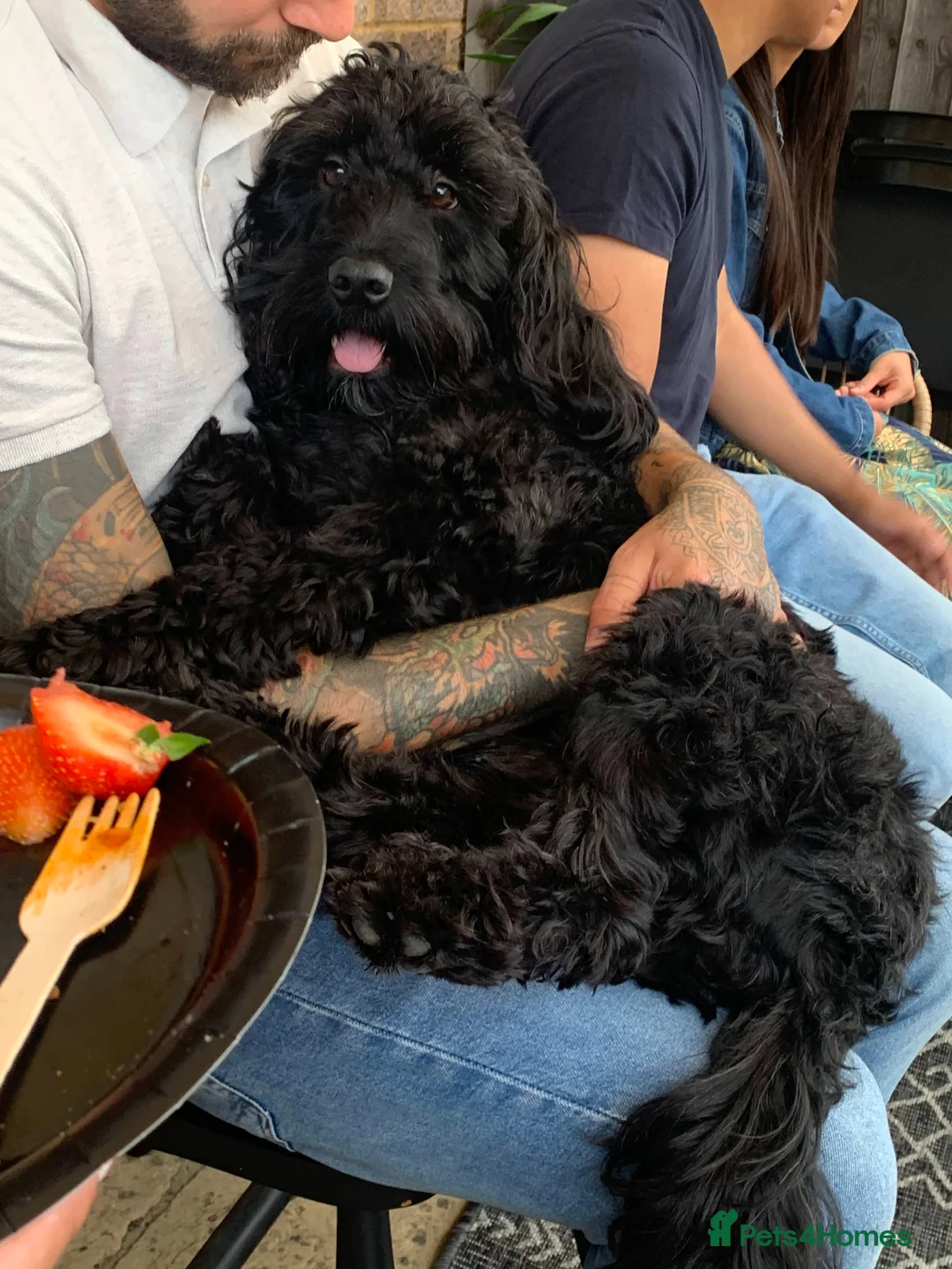 Cockapoo dogs for sale: Lovely Cockapoo Looking for a New Home - Advert 2