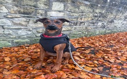 Mixed Breed dogs for sale: Cali  - Advert 2