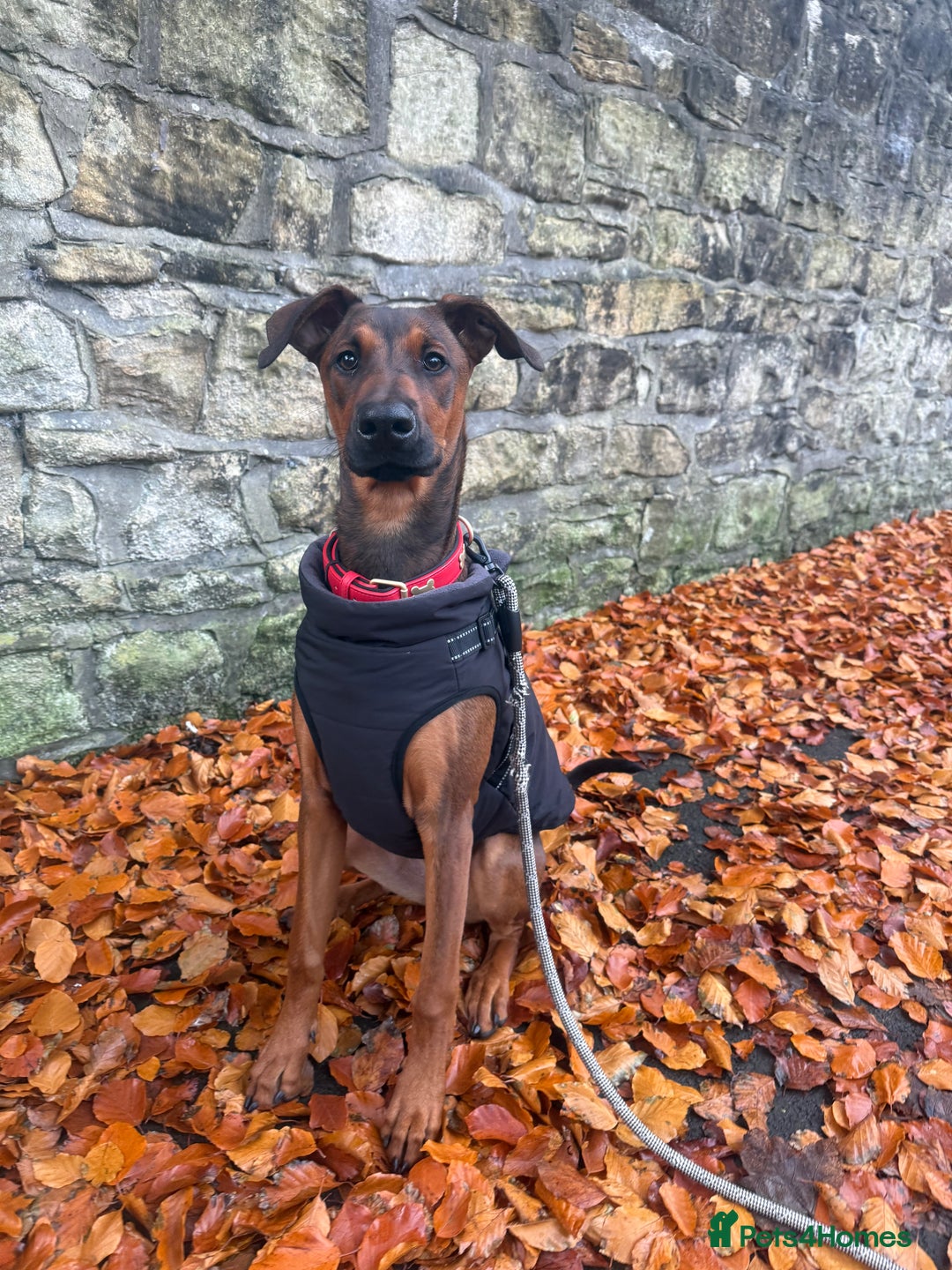 Mixed Breed dogs for sale: Cali  - Advert 2