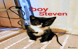 Mixed Breed cats for sale: Lovely black kitten - Image 2
