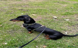 Miniature Dachshund dogs for stud: Snoop is ready to be a stud  - Image 7