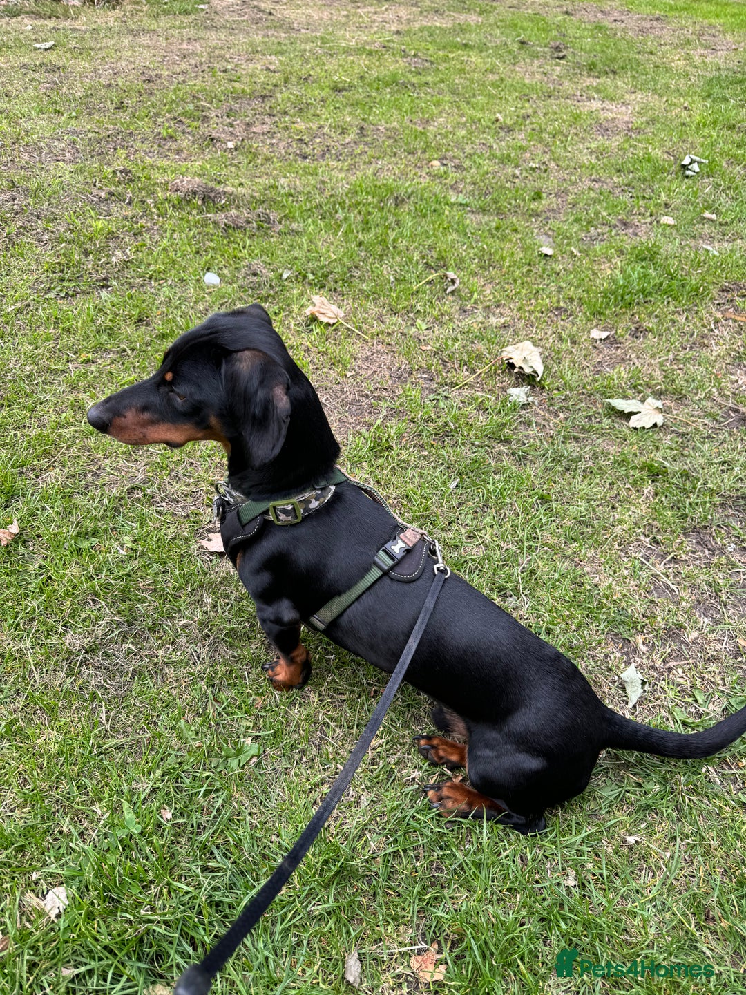 Miniature Dachshund dogs for stud: Snoop is ready to be a stud  - Image 7