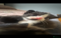 Ragdoll cats for sale: Ragdoll mix kittens - Image 7