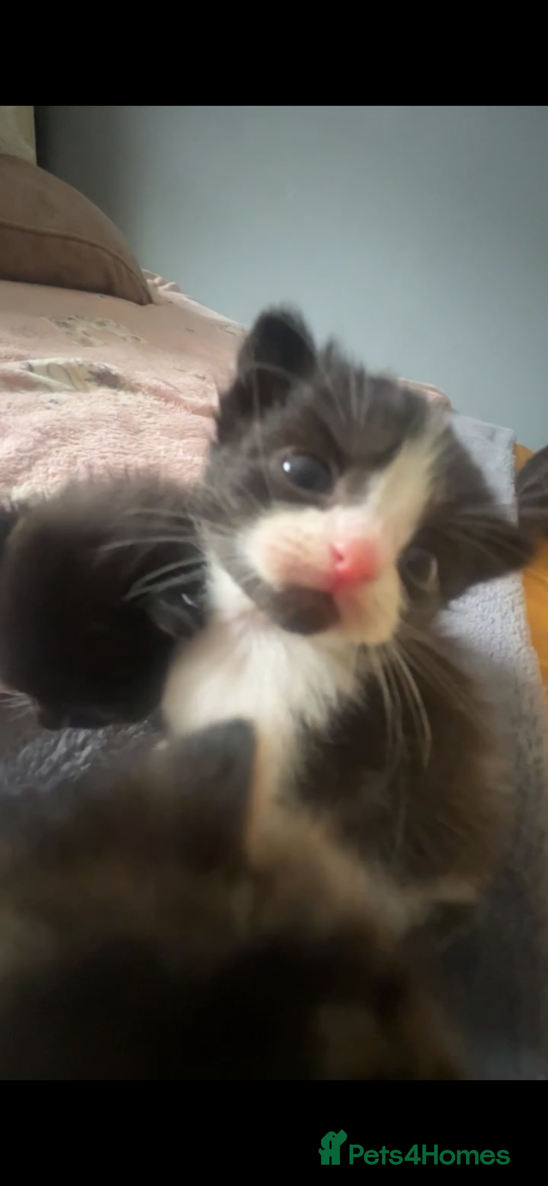 Ragdoll cats for sale: Ragdoll mix kittens - Image 7