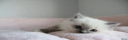 Ragdoll cats for sale: Ragdoll Kittens TICA Registered - Advert 7